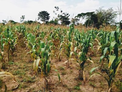 WhatsApp-Image-2024-12-13-at-14.02.00